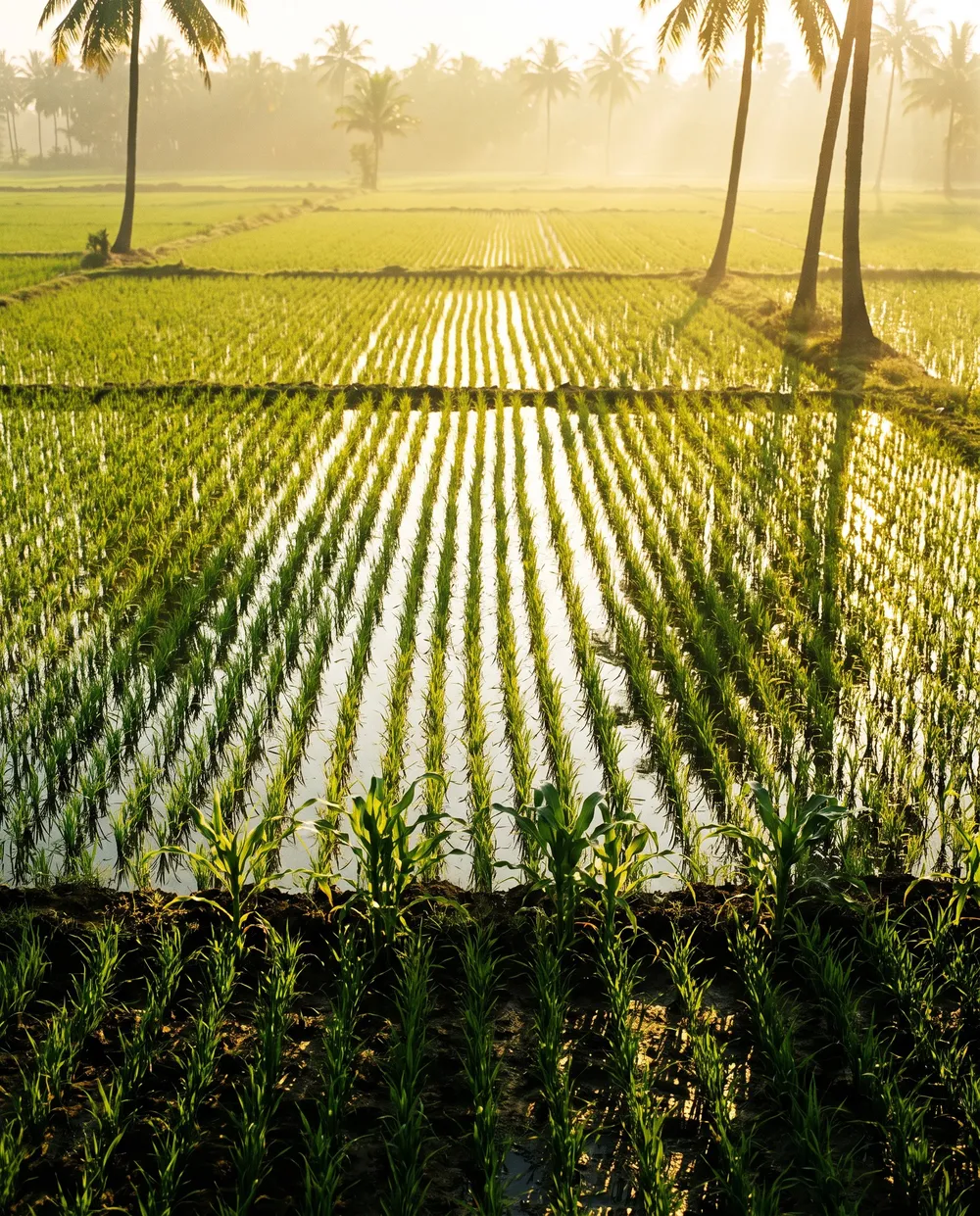 Paddy, Maize and Field Crops crop