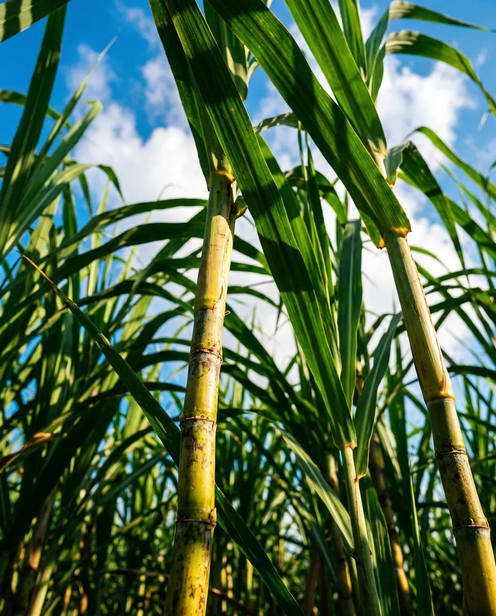 Sugarcane crop